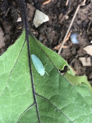 Gyponana angulata