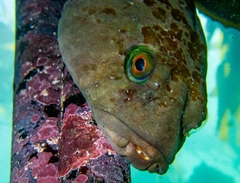 Chorisochismus dentex