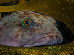 Chorisochismus dentex