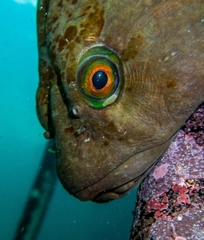 Chorisochismus dentex