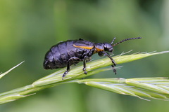 Arima marginata