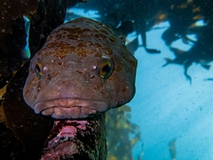 Chorisochismus dentex