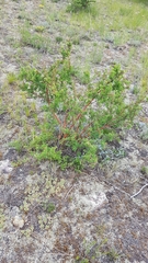 Spiraea aquilegifolia