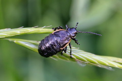 Arima marginata