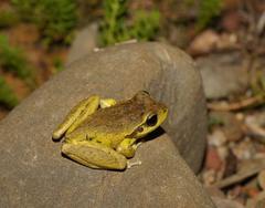 Ranoidea lesueuri