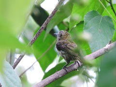 Pogoniulus scolopaceus