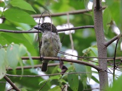 Pogoniulus scolopaceus