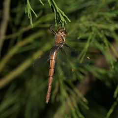 Austrocordulia refracta