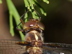 Austrocordulia refracta