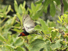 Lybius torquatus torquatus