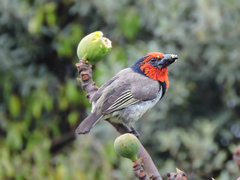 Lybius torquatus torquatus