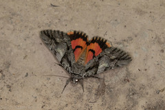 Catocala verrilliana