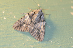 Catocala verrilliana