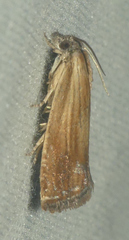 Eucosma umbrastriana