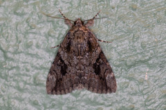 Catocala micronympha