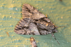 Catocala verrilliana