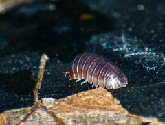 Circoniscus ornatus