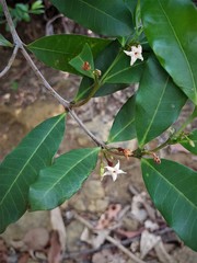 Mascarenhasia