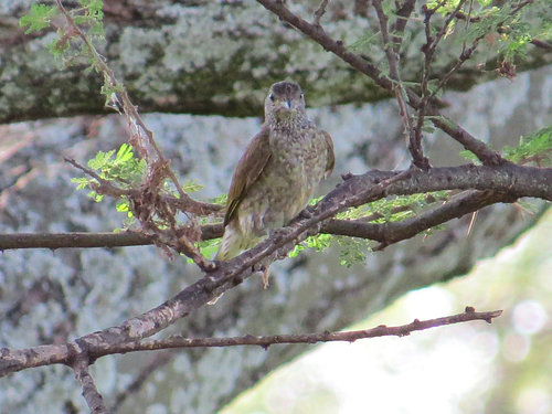 Scaly-throated Honeyguide