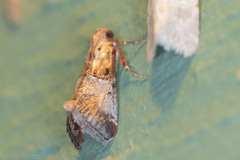 Cacozelia basiochrealis