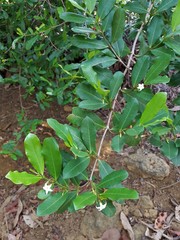 Mascarenhasia
