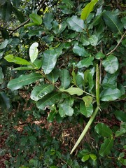 Mascarenhasia