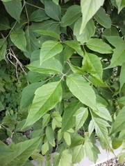 Acer negundo