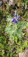 Lupinus pilosus