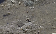 Macrophthalmus banzai