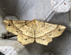 Euchlaena tigrinaria