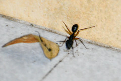 Camponotus renggeri