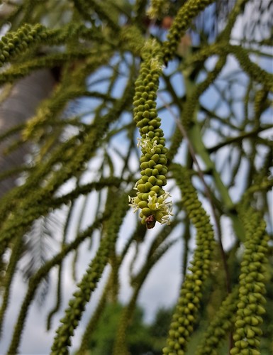 Dypsis madagascariensis
