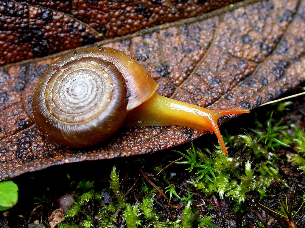 Scolodontinae