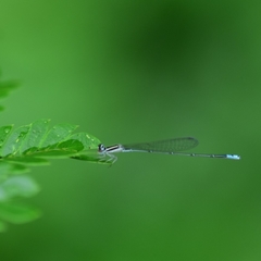 Aciagrion occidentale
