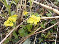 Chrysosplenium serreanum