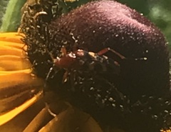 Strangalia sexnotata