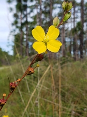 Ludwigia virgata
