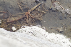 Metopograpsus thukuhar