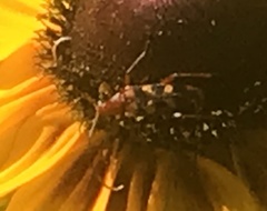 Strangalia sexnotata