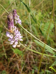 Orbexilum psoralioides