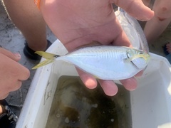 Chloroscombrus chrysurus