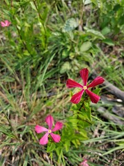 Catharanthus trichophyllus image