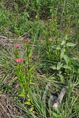 Catharanthus trichophyllus image