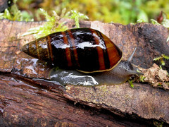 Scholvienia bifasciata