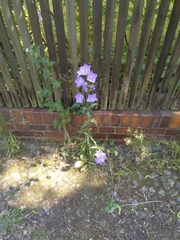 Campanula persicifolia