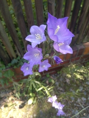 Campanula persicifolia