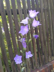 Campanula persicifolia