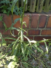 Campanula persicifolia