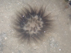 Bunodosoma cavernatum image