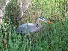 Ardea herodias image